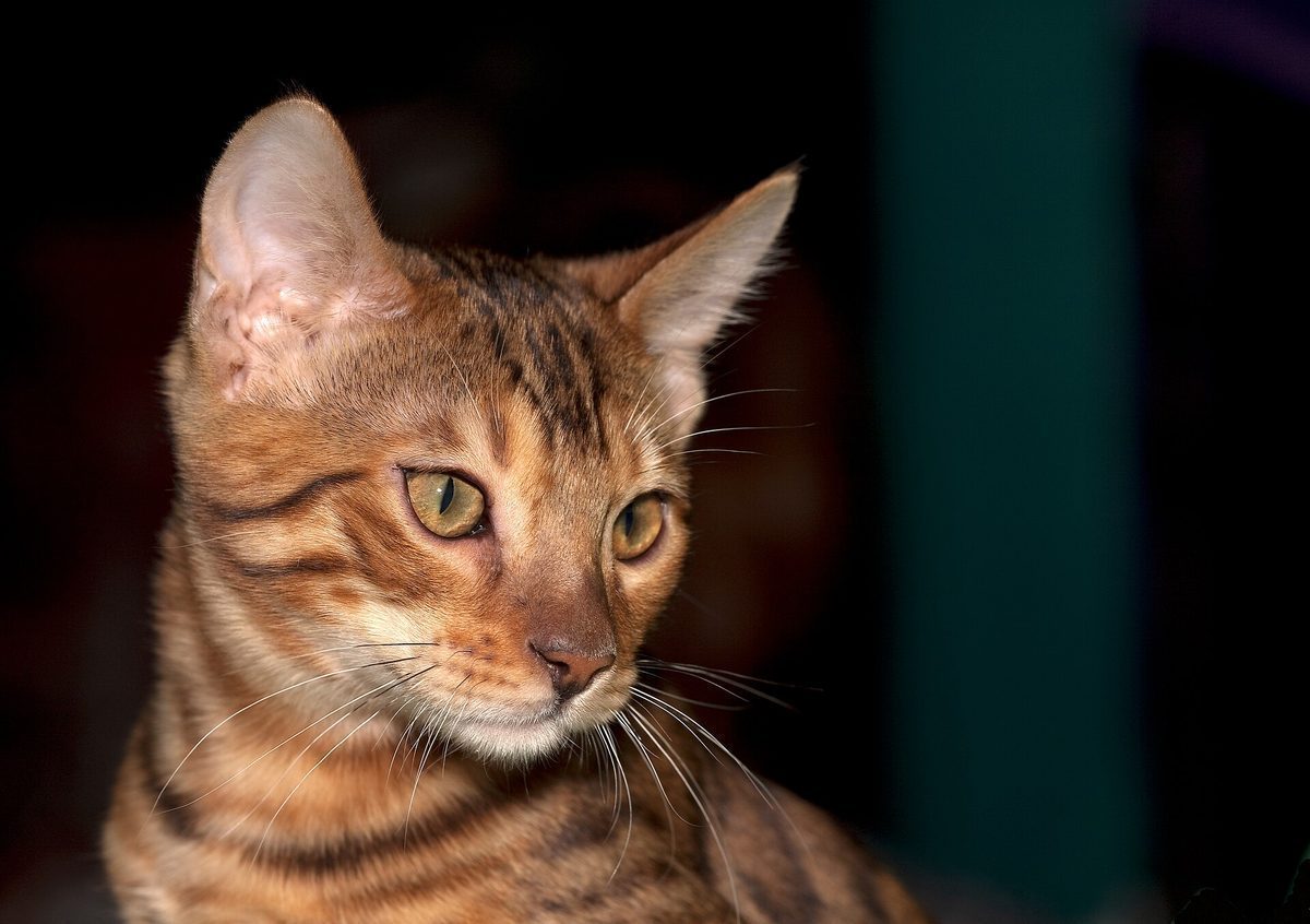 Bengal