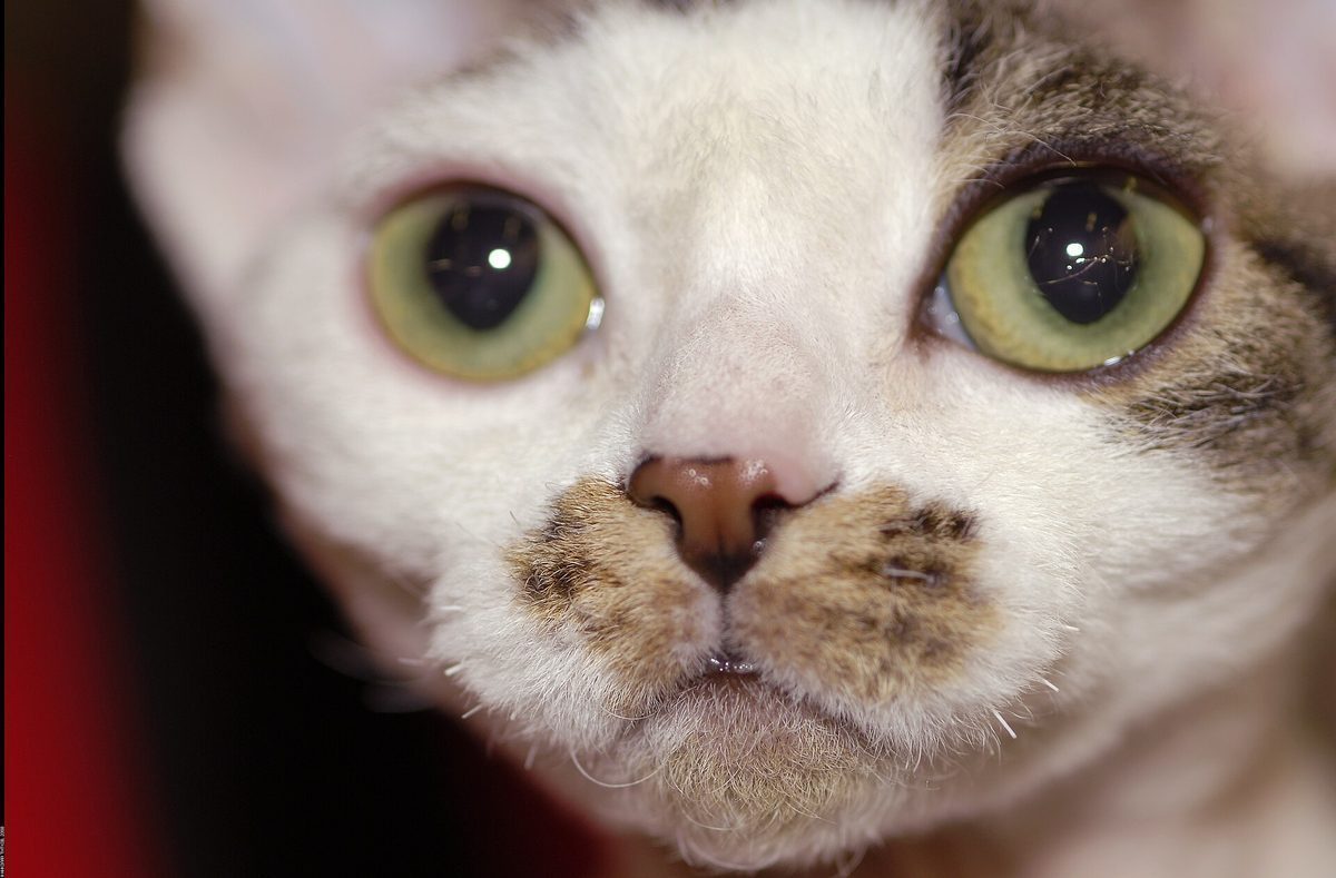 Devon Rex