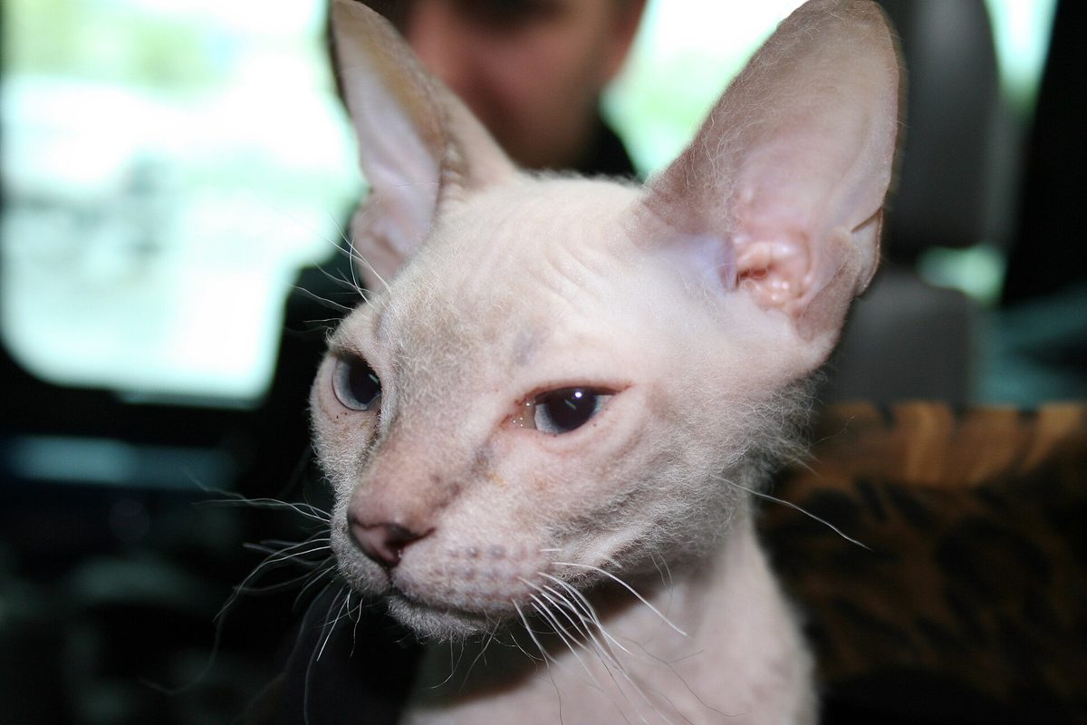 Don Sphynx