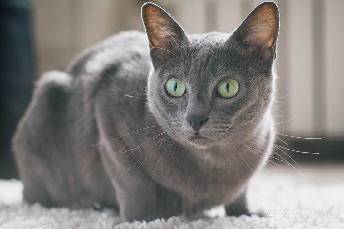 Korat