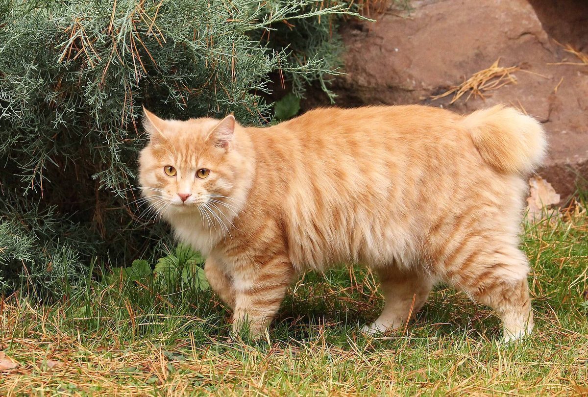 Kurilean Bobtail