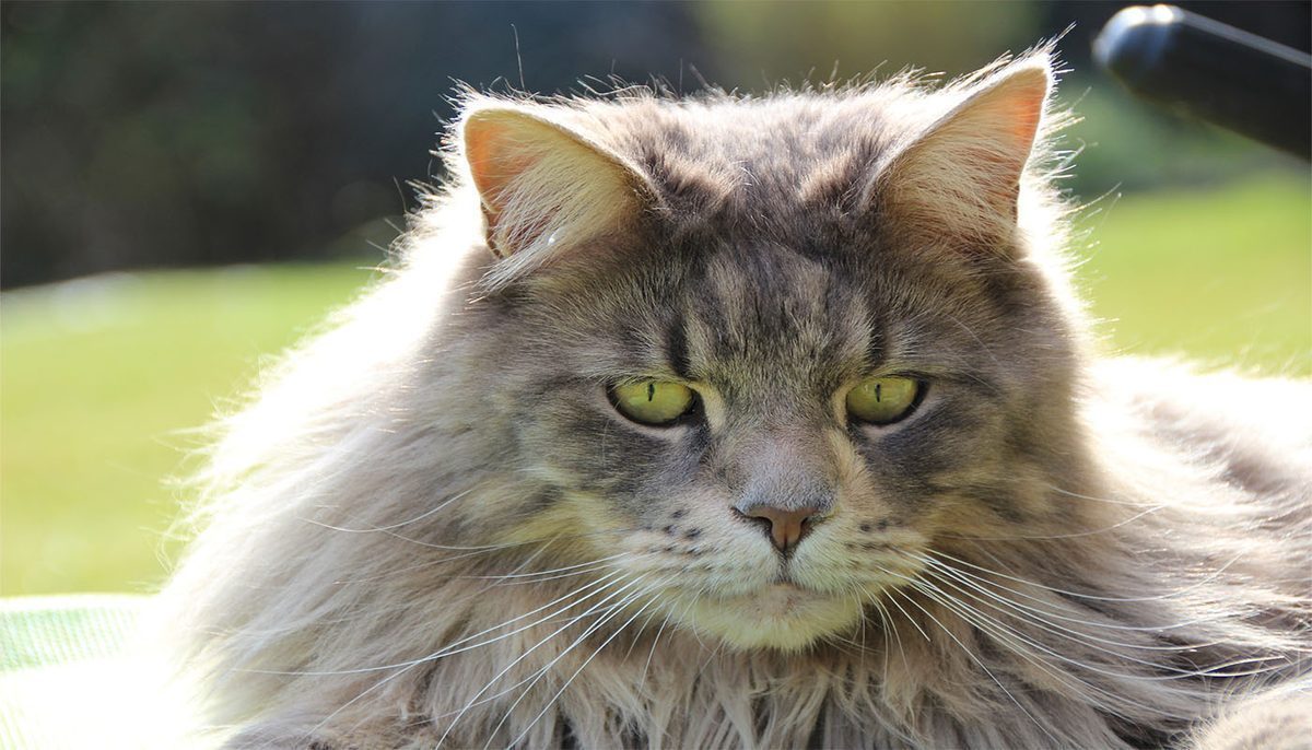 Maine Coon