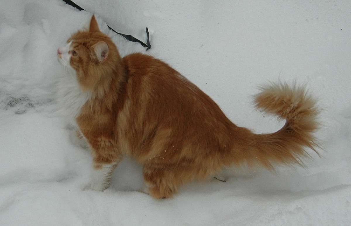 Norsk Skogkatt