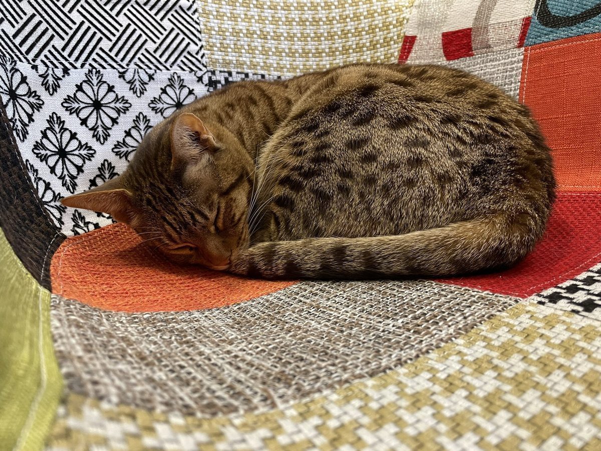 Ocicat