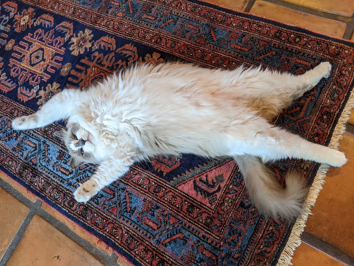 Ragdoll