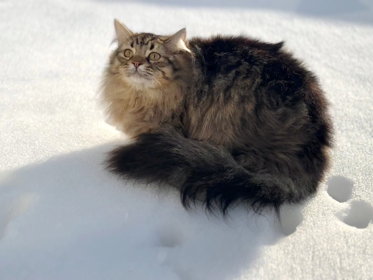 Sibirkatt