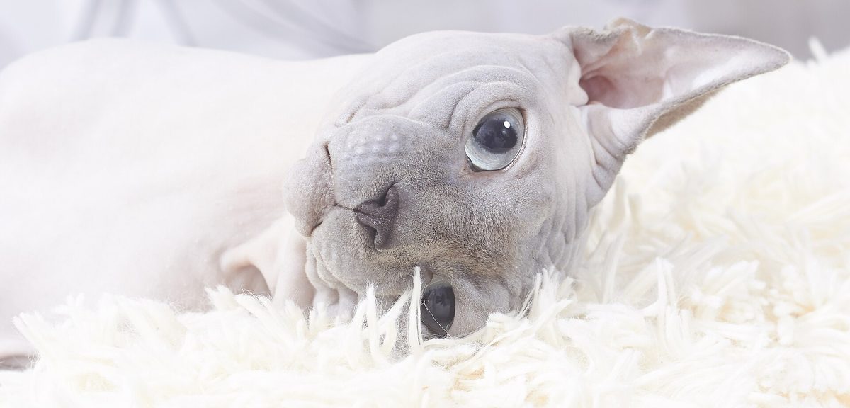 Sphynx