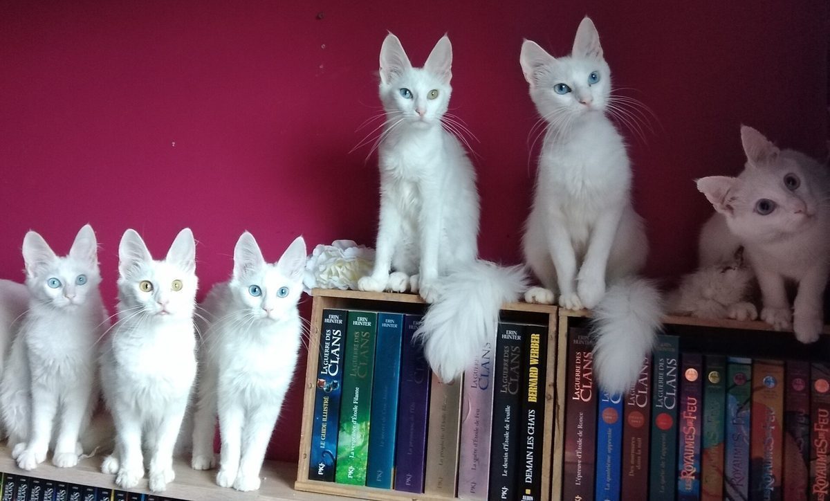 Tyrkisk Angora